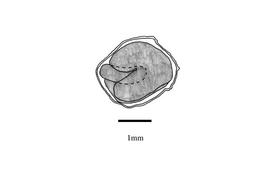   Embryo:   Eucalyptus tetragona ; Illustration by K. Parker, Kirkbride et al. (2006)
